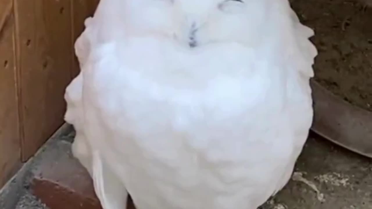 Sleepy Hunter: The Deceptive Snowy Owl! 🦉❄️😴☀️👀🌟