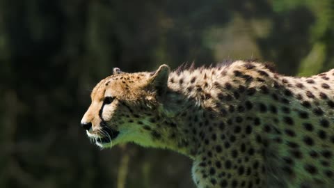 Hairy brown wild leopard