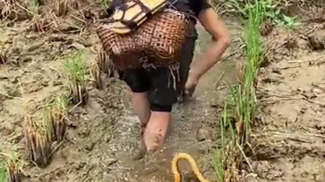 Best Fishing Video | Amazing Fishing | BigFishingTV | Tik Tok China #shorts