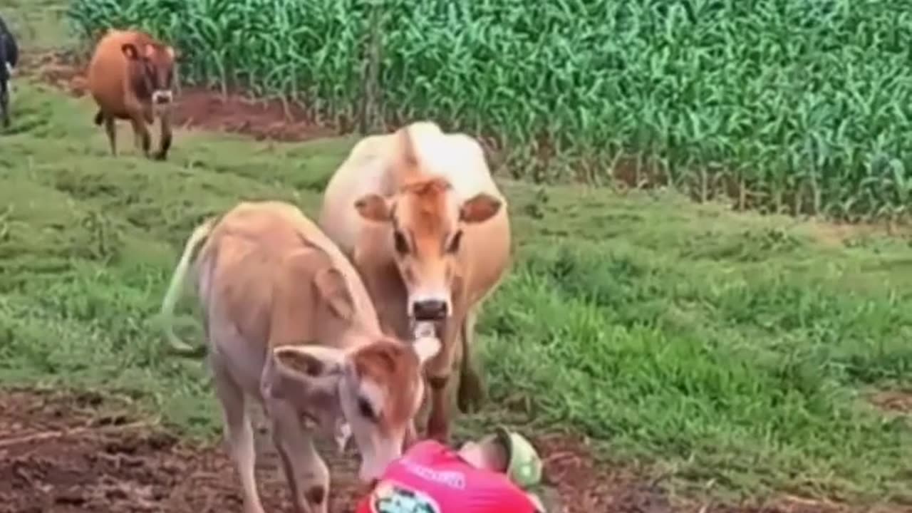 Animal love their Farmer