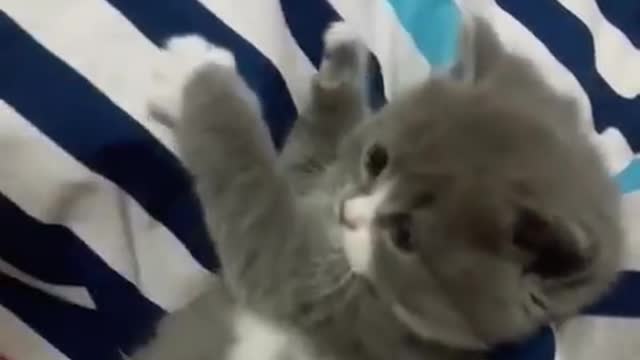 Very funny little kittens