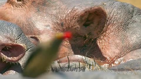 Hippo’s Trouble in water