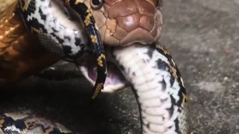 Amazing snake