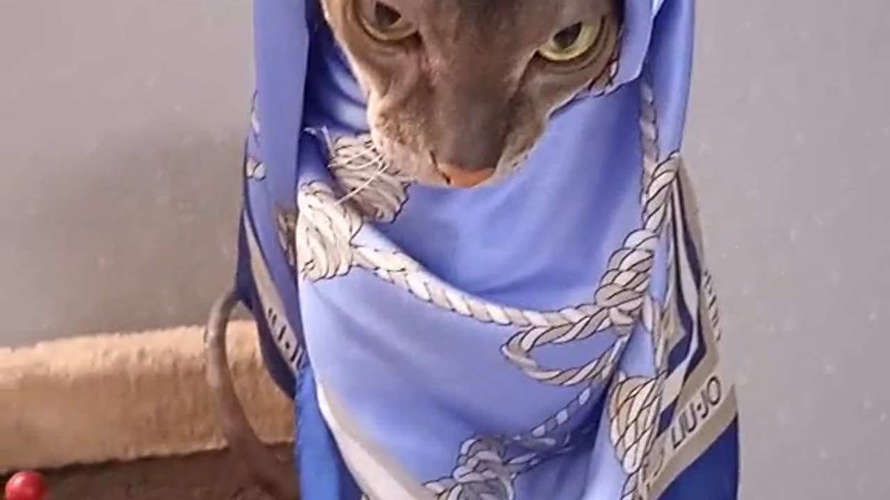 Animal fun