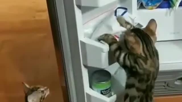 Cats Invading the fridge, Always searching for food
