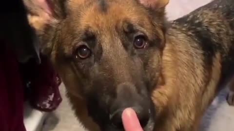 Brain training for dog...