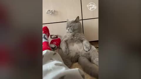 Crazy and cute cats