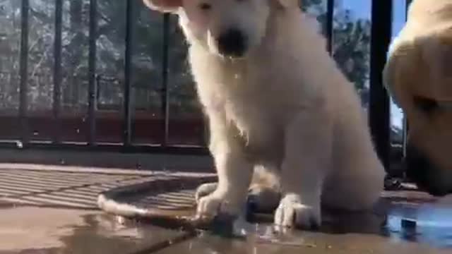 Playing with my cute golden retriever