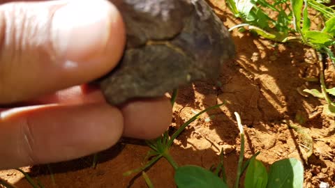Meteorite chondrite 53gr