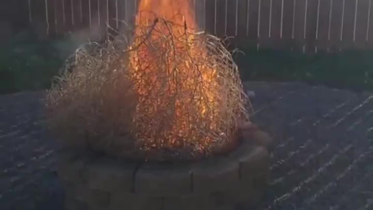 Highly flammable grass in USA