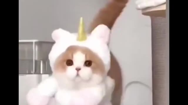 Cute cat with unicorn costume