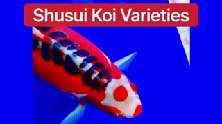 Doitsu Koi Varieties 👍🙏🔥