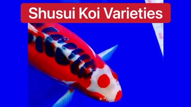 Doitsu Koi Varieties 👍🙏🔥