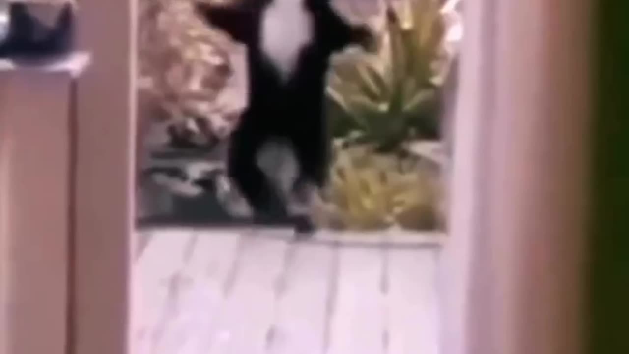 Cat funny moments 🤣🤣