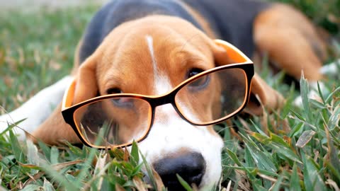 Very cute little beagle puppy wearing his owner glasses