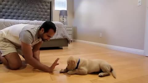 Labrador Puppy Learning and Performing Training Commands _ Dog Showing All Training Skills(480P)