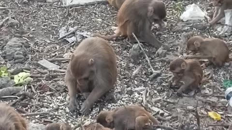 The monkeys