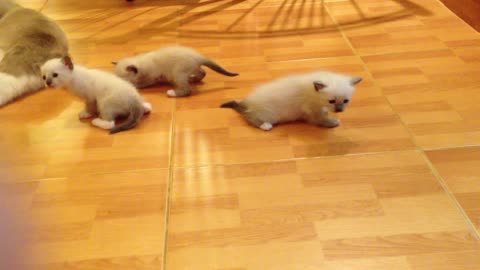 A Mother Cat With Kittens On The Floor