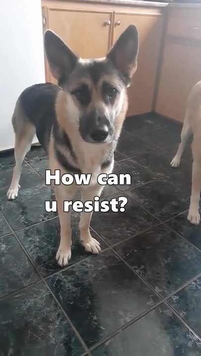 Hangry Dogs Barking For Treats