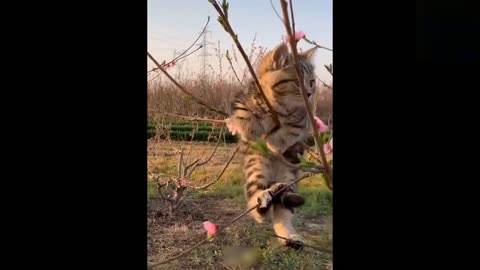 Funny animals