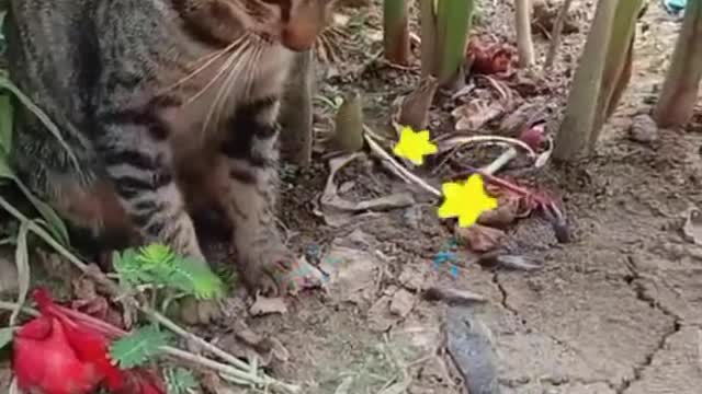 Kun Fu Cat