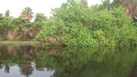 ALLIGATOR SWAMP TOUR