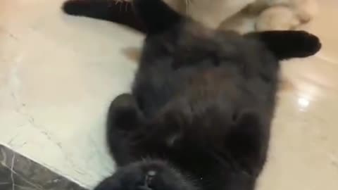 Cat massage