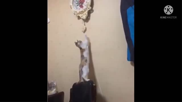 Cat funny video