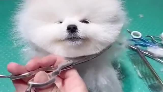 Cute & funny dog
