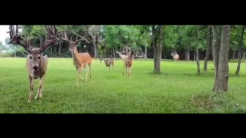 A herd of running red deer