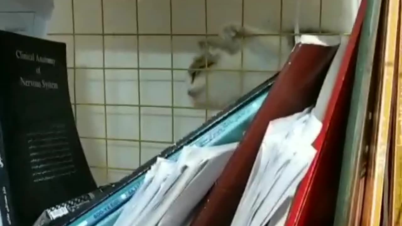 dancer cat