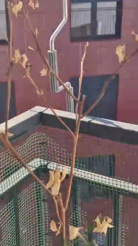 Hakmarrja ndaj aktivistes dhe Avokates Adriana Kalaja, Veliaj i rrethon banesën