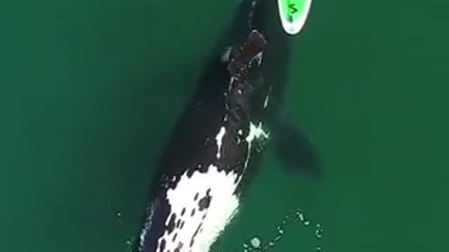 DANGEROUSLY AWESOME: Southern RIght whale seemingly plays with a woman on a paddleboard