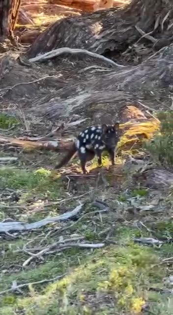 Wild Oriental Spotted Kwall