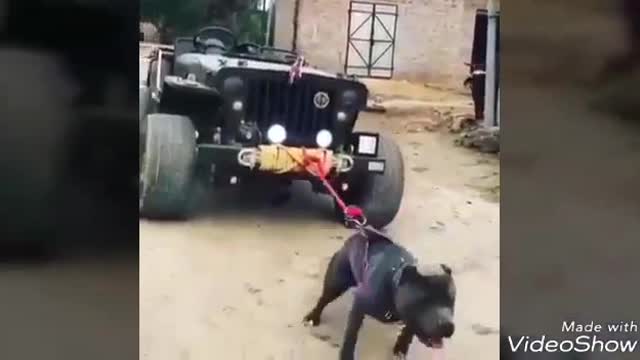 Dog and car runing video and funny