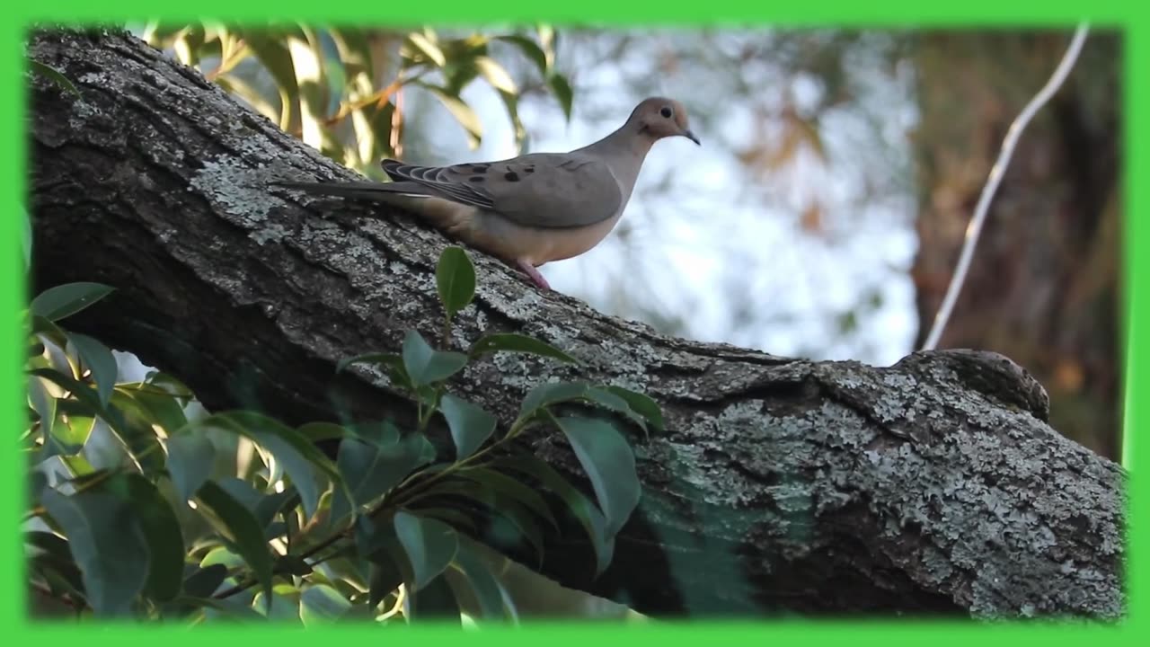 Soothing Beautiful Birds Technology Music _ Piano Music, Violin Music, Guitar Music, Sleep Music