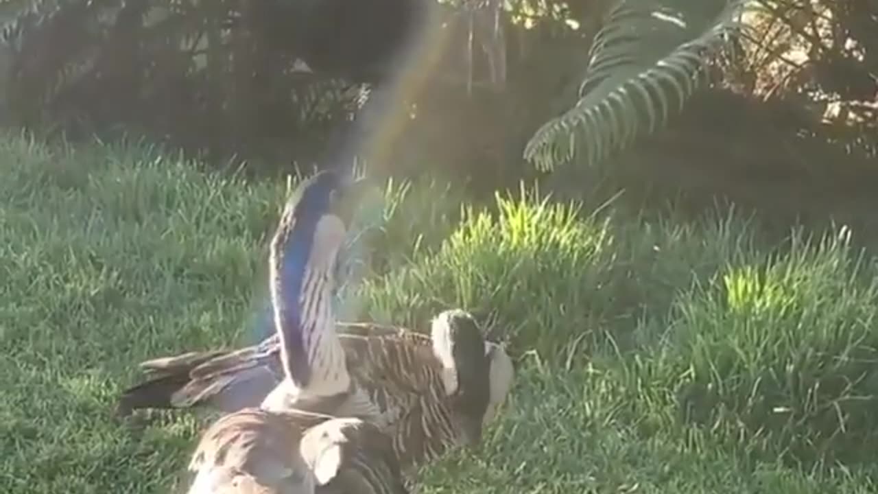 Wildlife & Funs