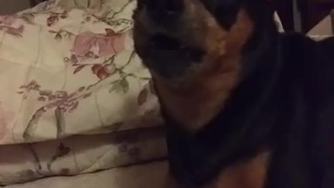 Dog Reaction to Cutting Cake 🤣 l Funny Dog Cake Reaction l Furry Gang