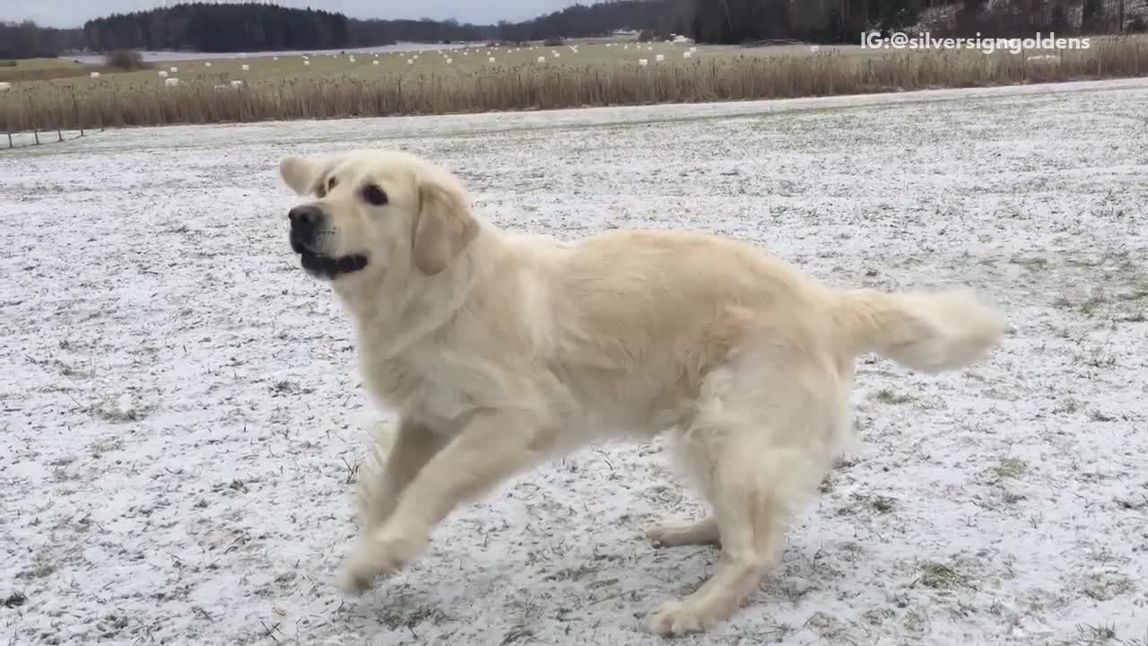 White dog spins around in white snow covered field