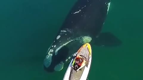 A large whale surfaced next to me