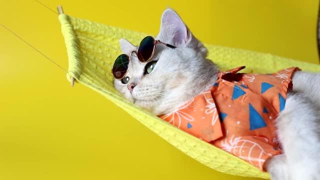 adorable-white-cat-in-sunglasses