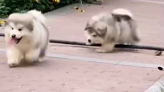 Funniest and Cutest Puppies