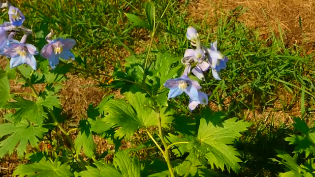 Bee Collects Nectar from white flower