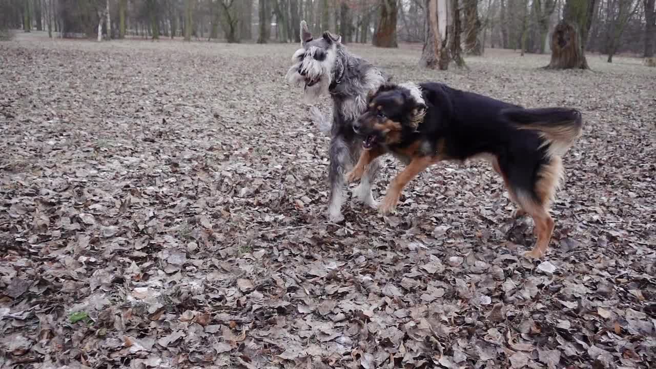 Two Dogs Playing With Each Other