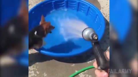 Funny Dogs Video Laugh For Days