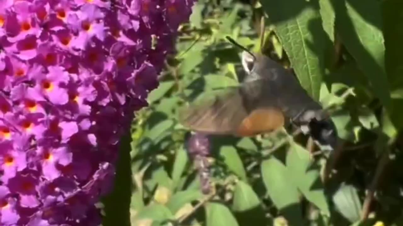 Hummingbird Hawk Moth