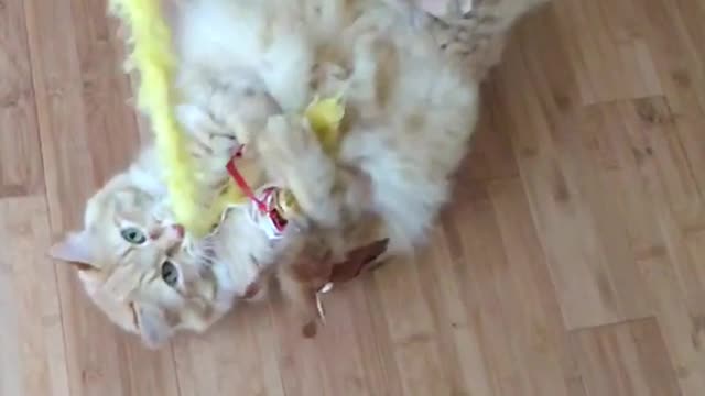 Slow motion video of cat laying on back playing with yellow feather toy