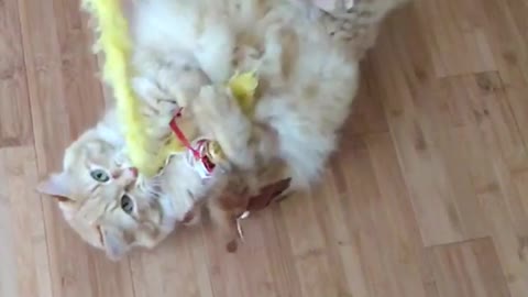 Slow motion video of cat laying on back playing with yellow feather toy