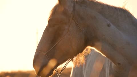 Beautiful horse eating grass on sunny summer evening on meadow