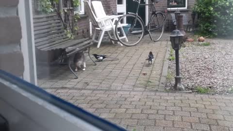 Try Not To Laugh - Best Funny Animals Compilation Will Make Your Day 100% Better